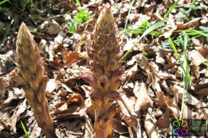 Orobanche rapum-genistae (1200 x 799)